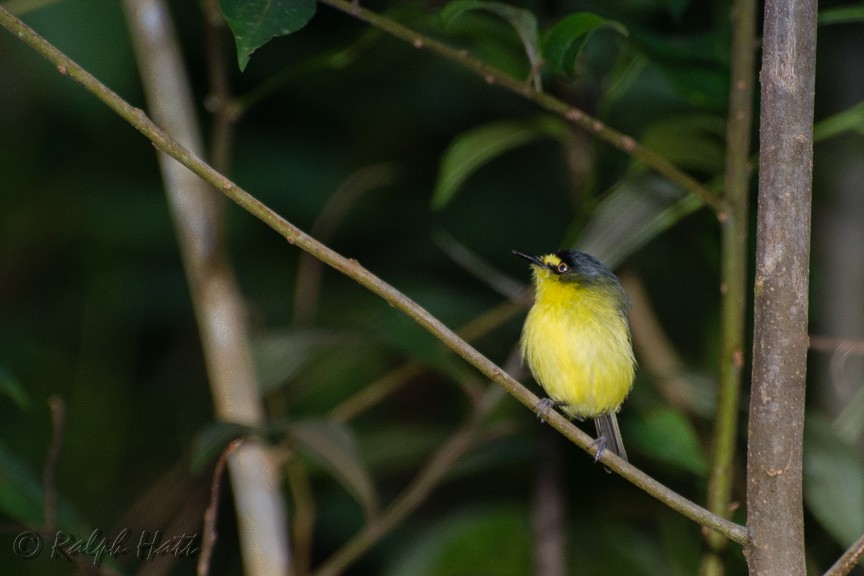 Gray-headed Tody-Flycatcher - ML218800841