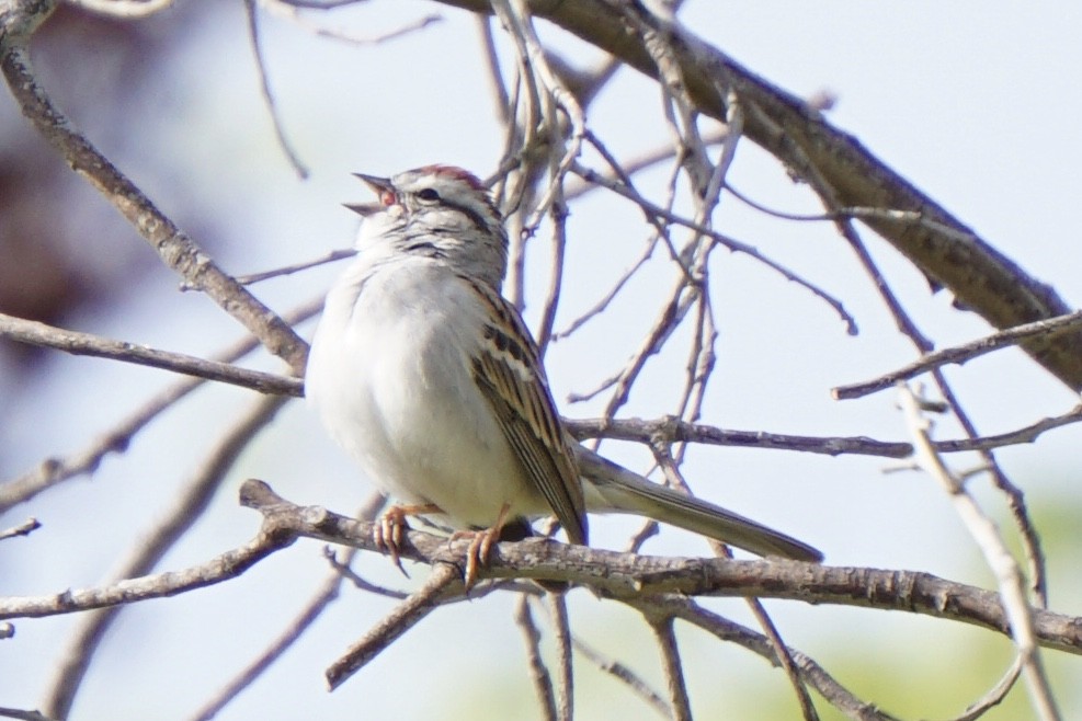 Chipping Sparrow - ML218800881