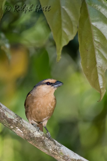 Brown Tanager - Ralph Hatt