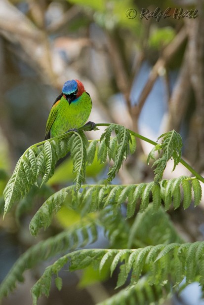 Red-necked Tanager - ML218801421