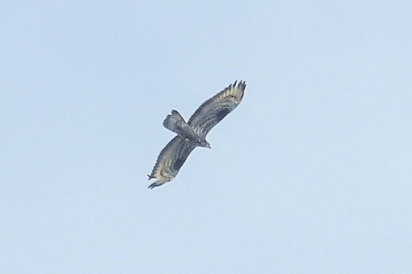 European Honey-buzzard - ML218801941