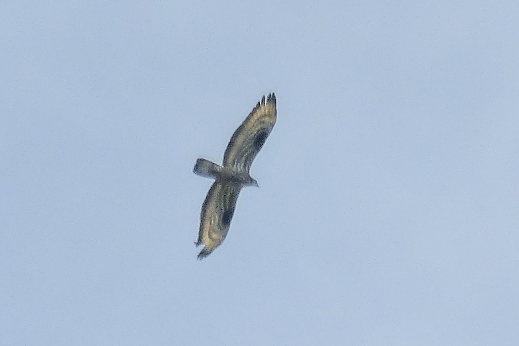 European Honey-buzzard - ML218802021