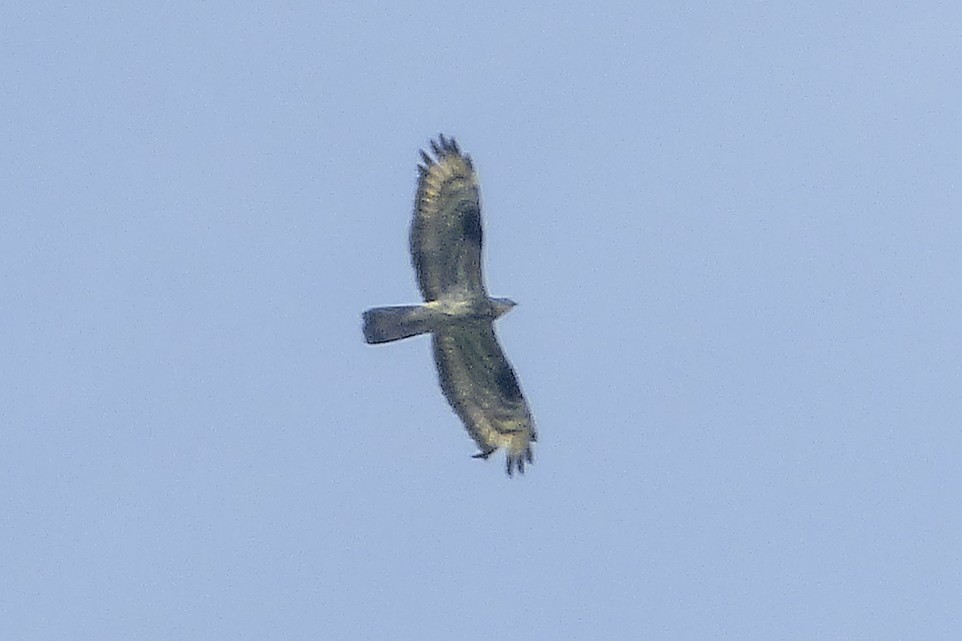 European Honey-buzzard - ML218802041