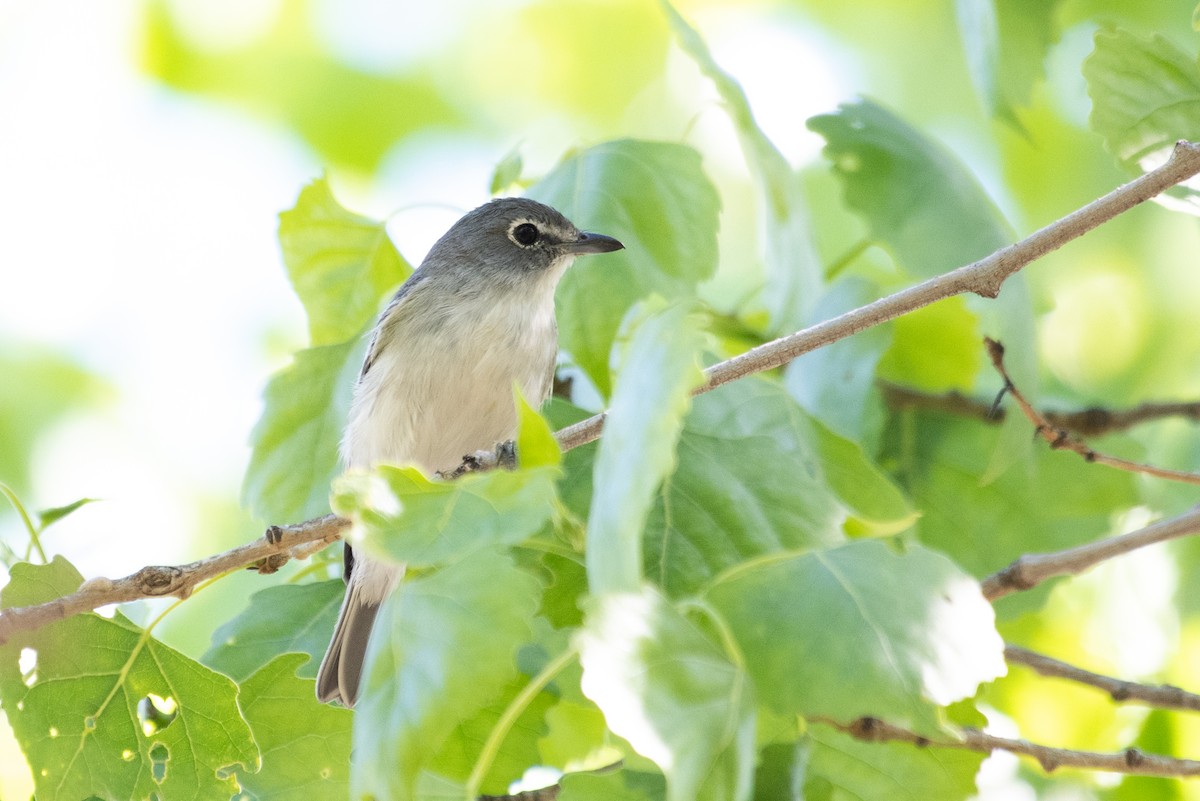 Plumbeous Vireo - ML218802541