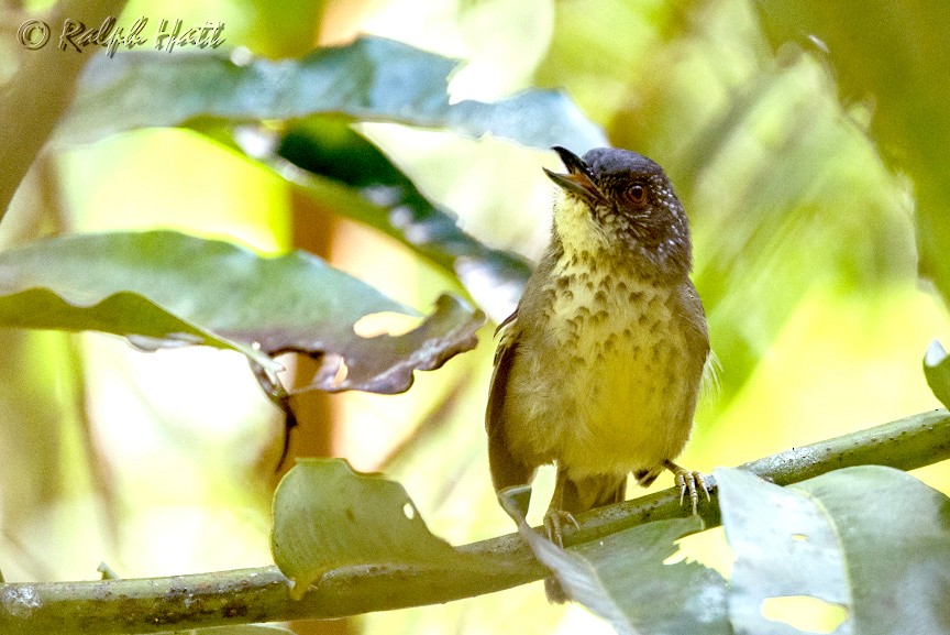 Fleckenbrust-Ameisenvogel - ML218803331