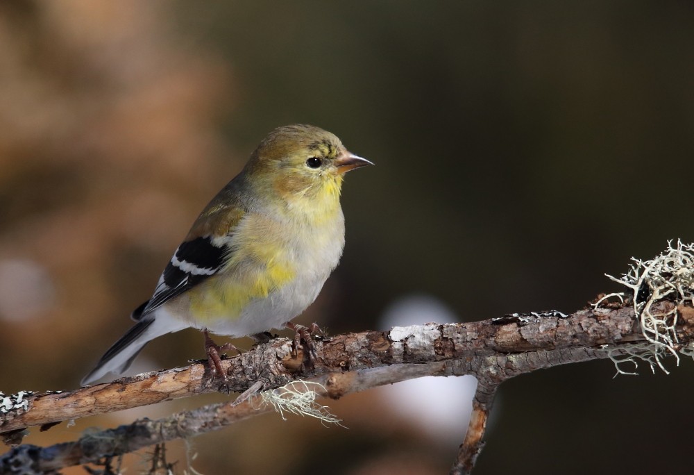 American Goldfinch - Josée Rousseau