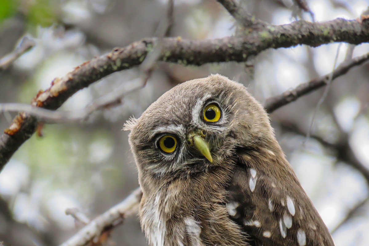 Austral Pygmy-Owl - Gabriela Contreras Buvinić