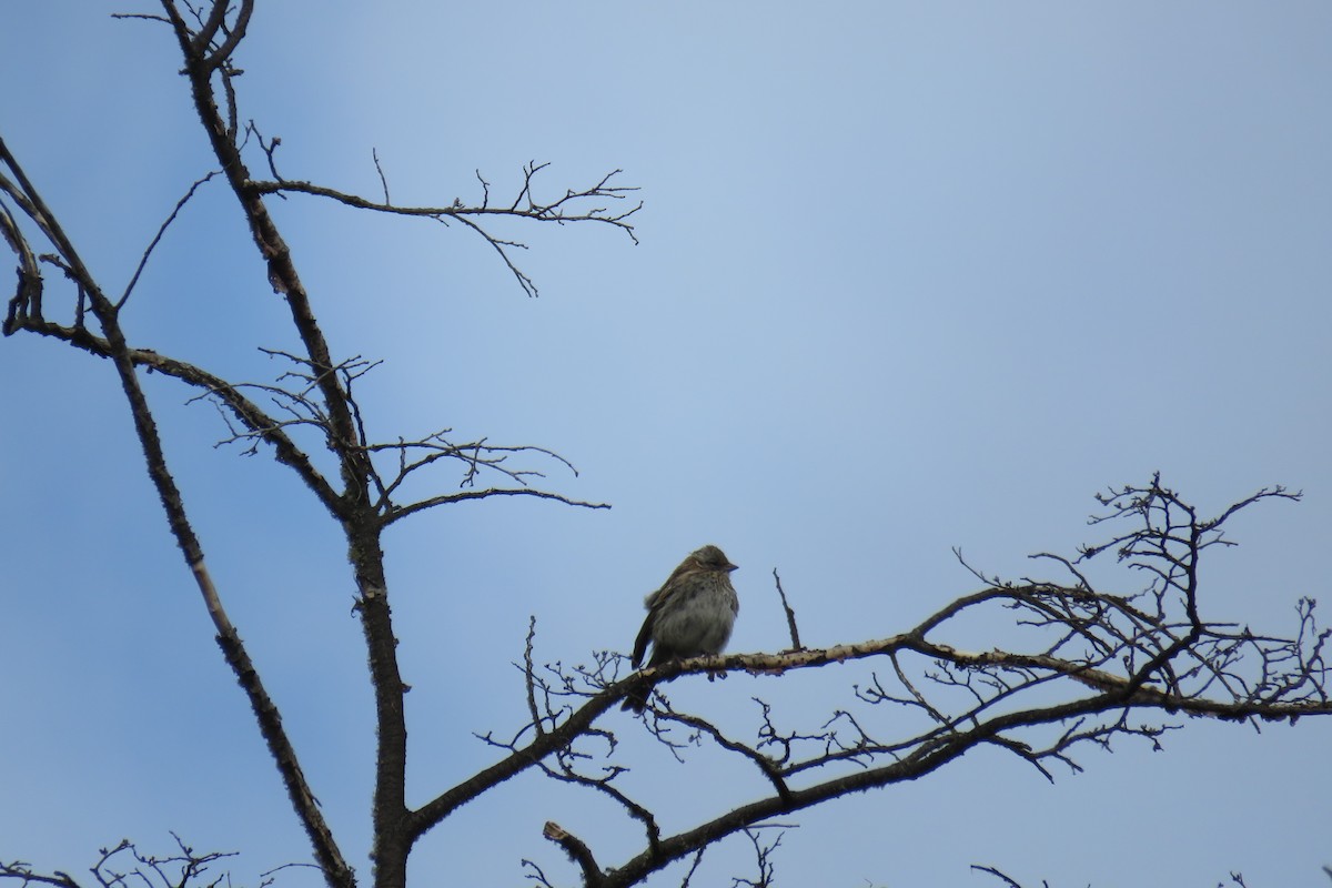 Rufous-collared Sparrow - ML218808501