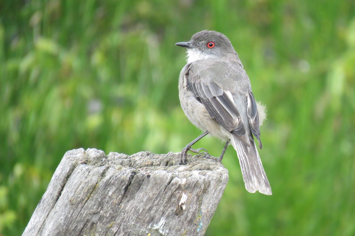 Fire-eyed Diucon - Gabriela Contreras Buvinić