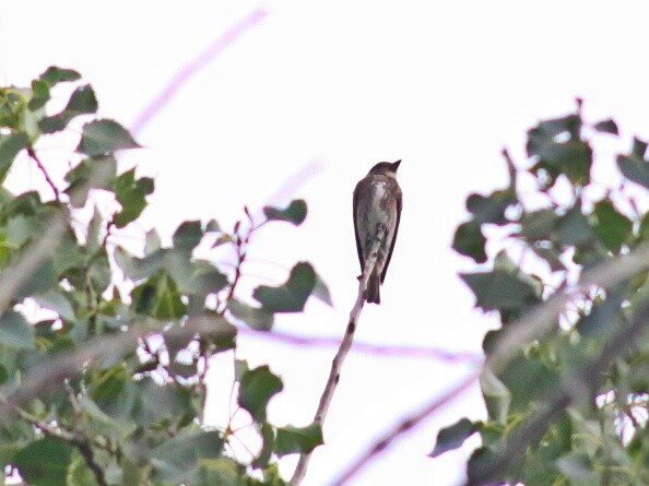Olive-sided Flycatcher - ML21881041