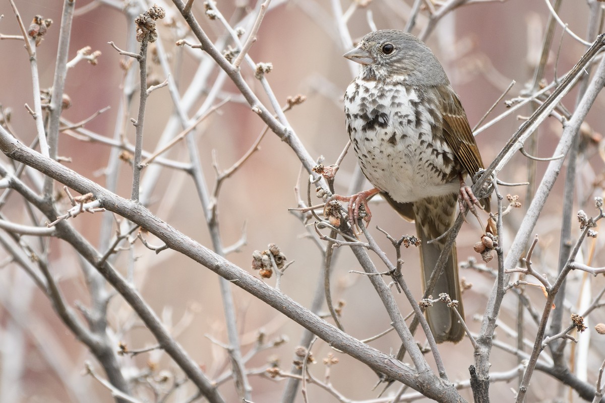 Fox Sparrow - ML218810891