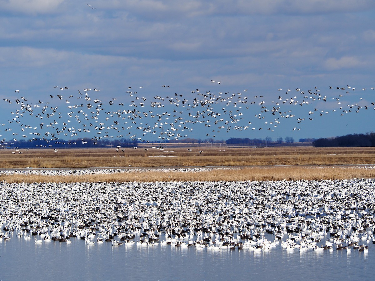 Snow Goose - ML218812531