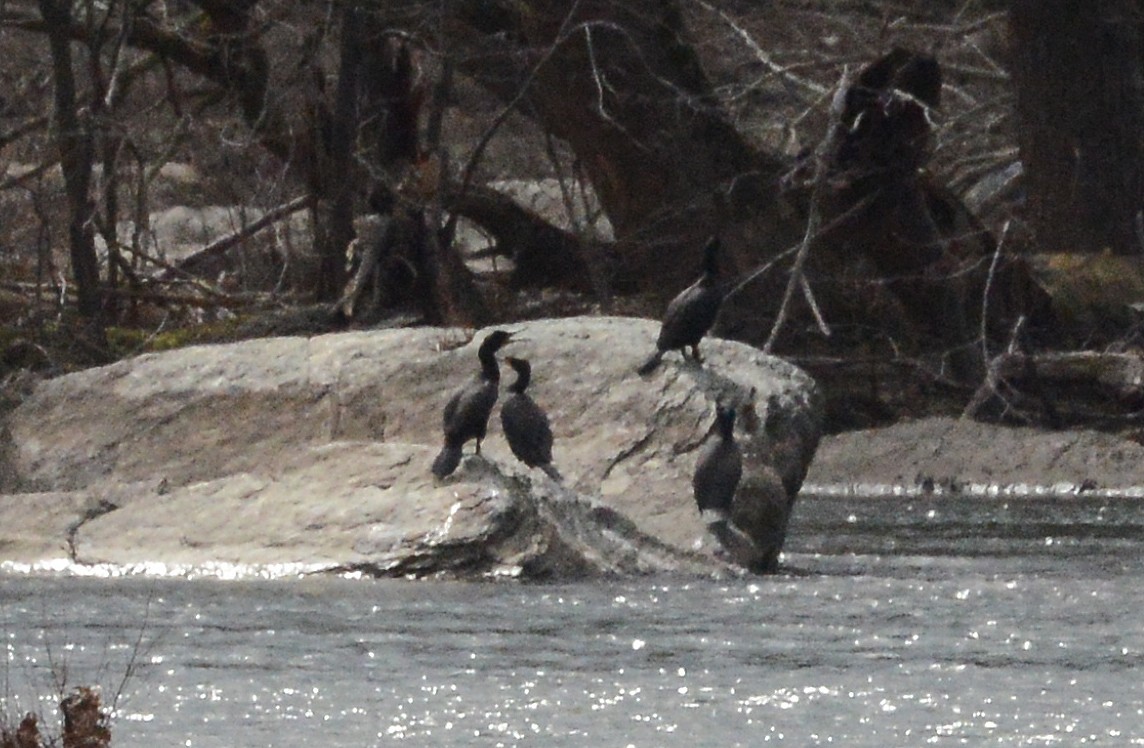 Double-crested Cormorant - ML218812621