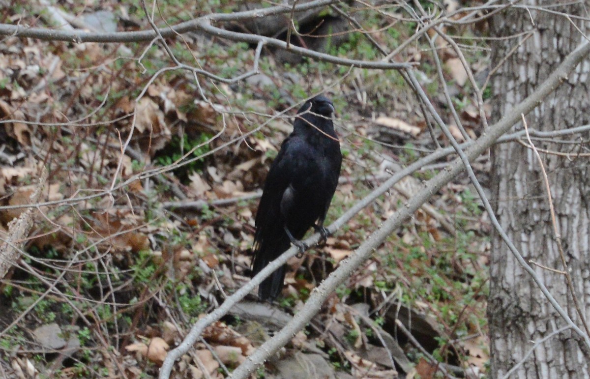 American Crow - ML218812741