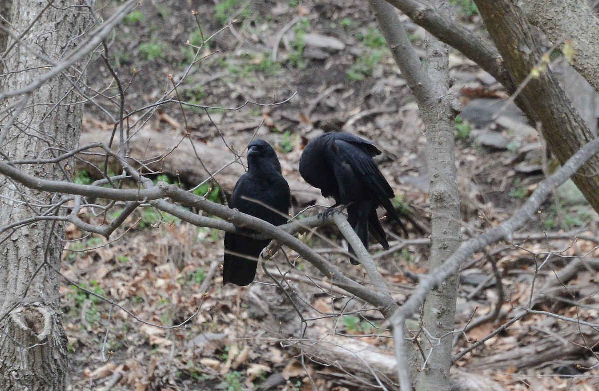 American Crow - ML218812751
