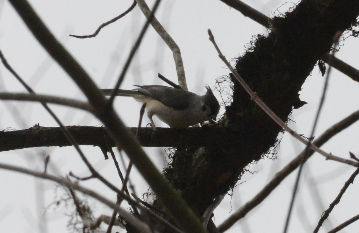 Tufted Titmouse - ML218812981
