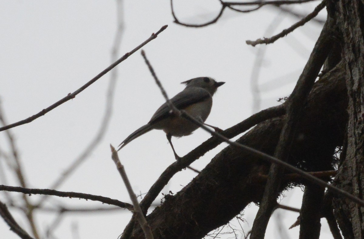 Tufted Titmouse - ML218812991