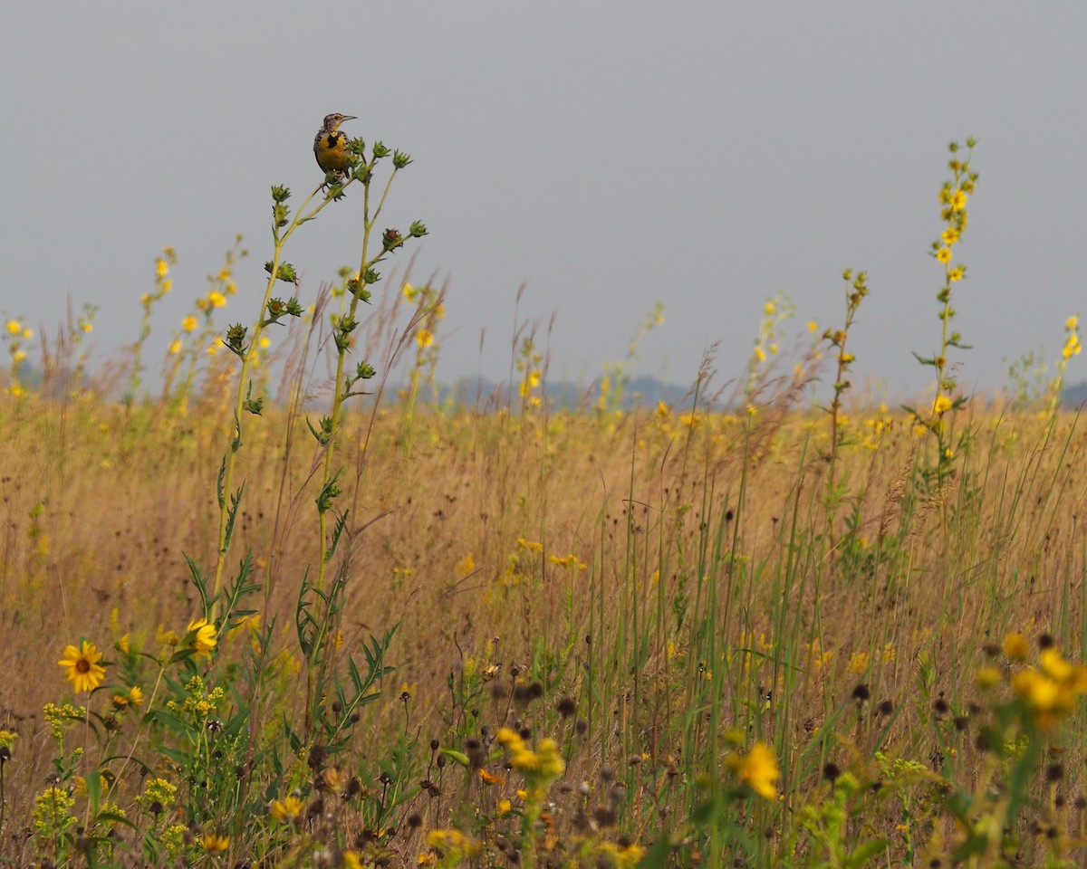 Western Meadowlark - ML218816431