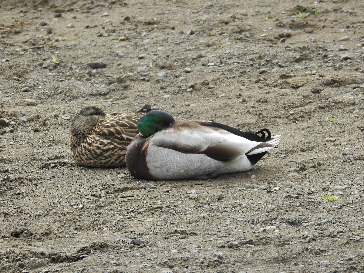 Mallard - ML218817151