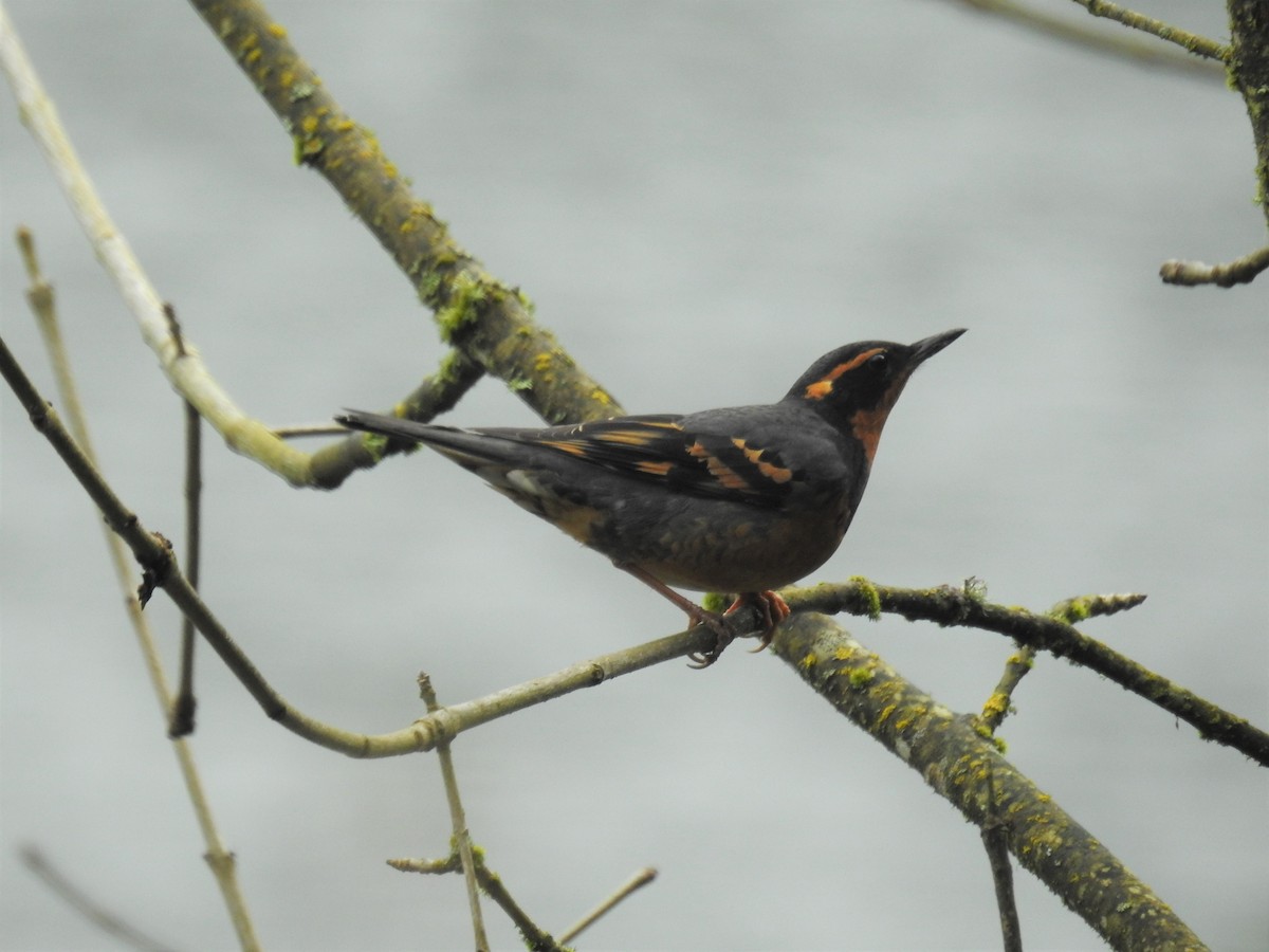 Varied Thrush - ML218817791