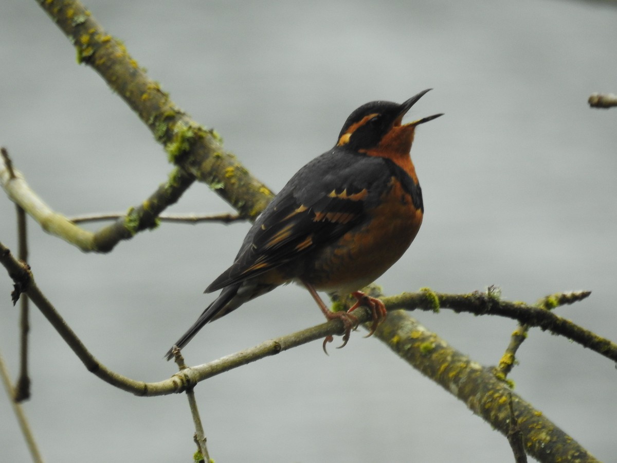 Varied Thrush - ML218817821