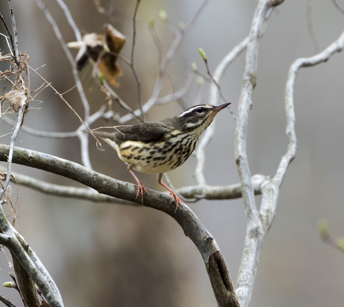 Louisiana Waterthrush - ML218817921