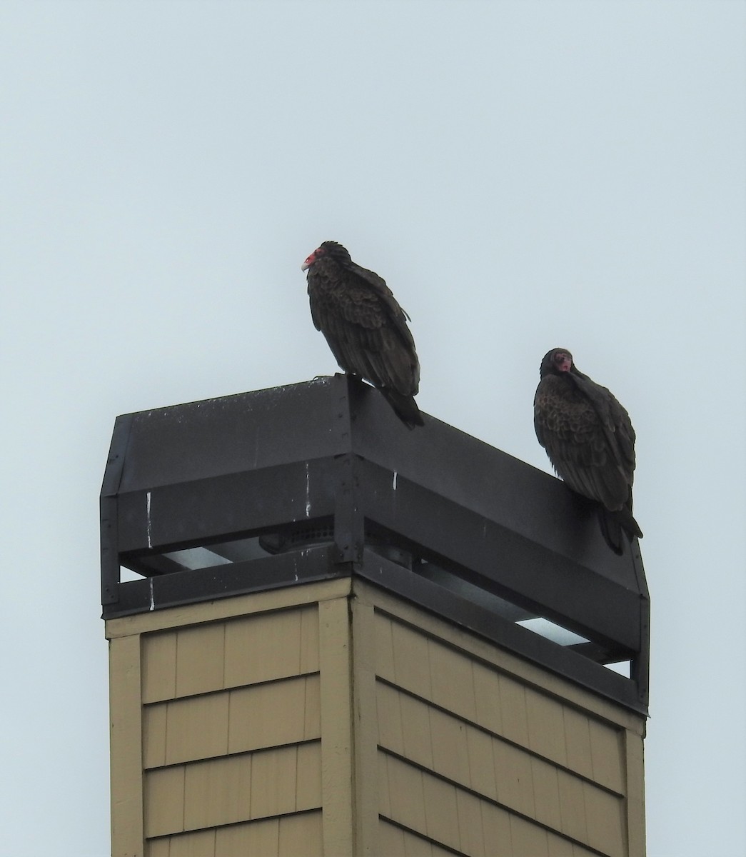 Turkey Vulture - ML218819471