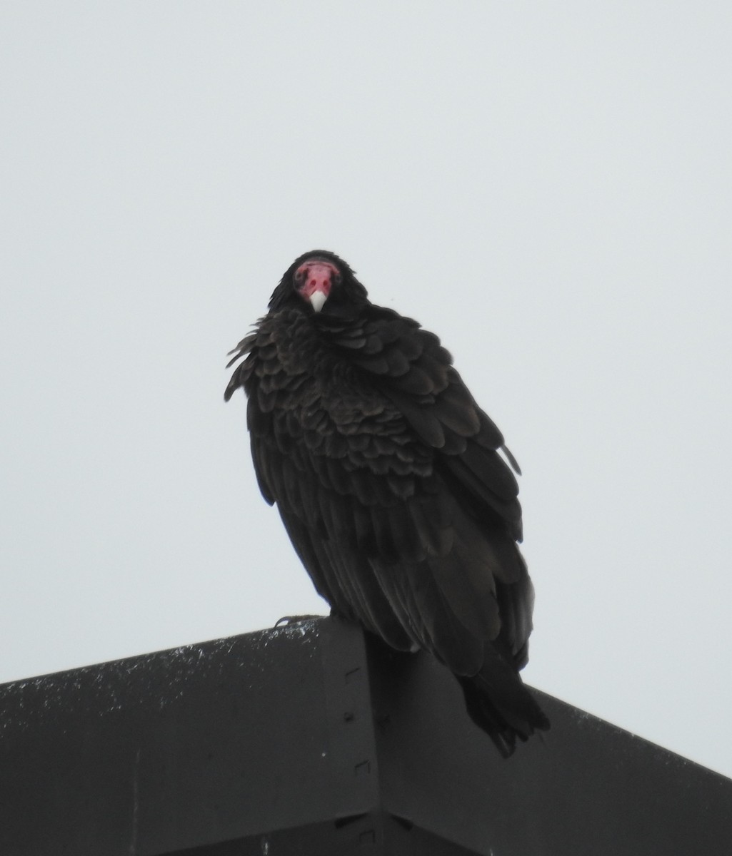 Turkey Vulture - ML218819481