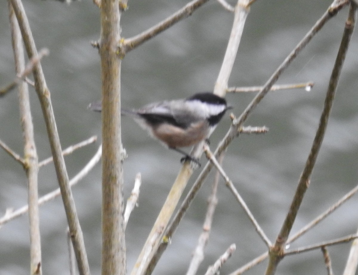 Black-capped Chickadee - ML218820221