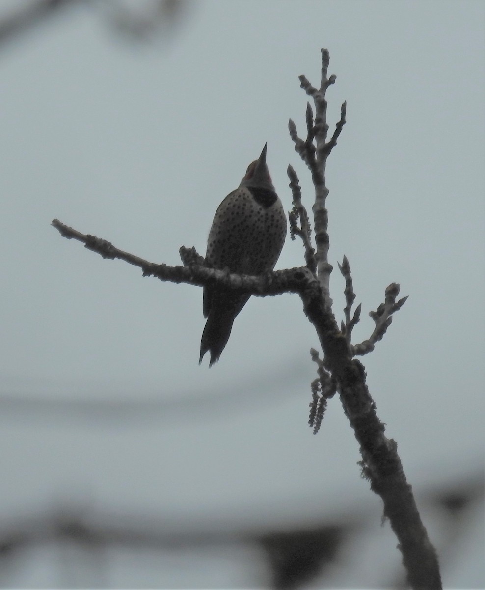 Northern Flicker - Erik Bergman