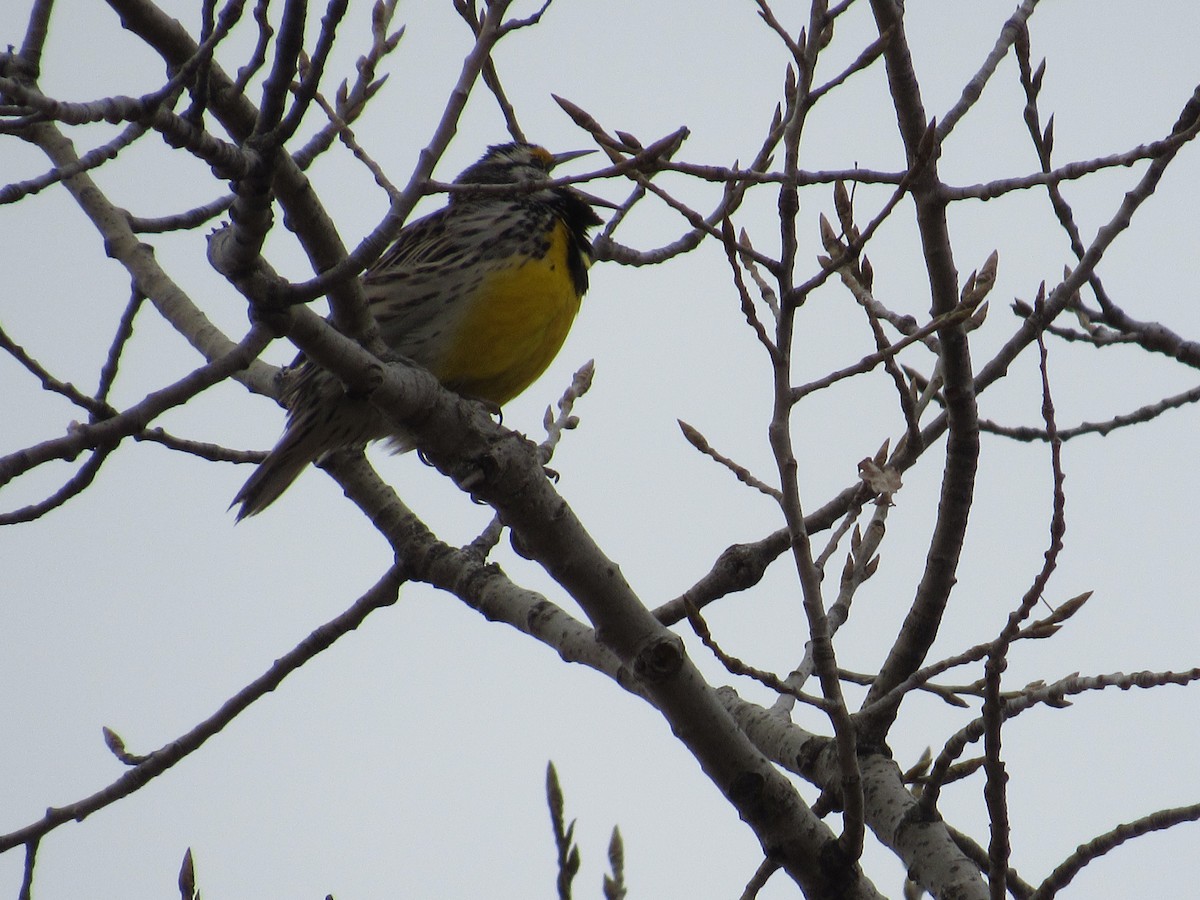 Eastern Meadowlark - Brian Schneider