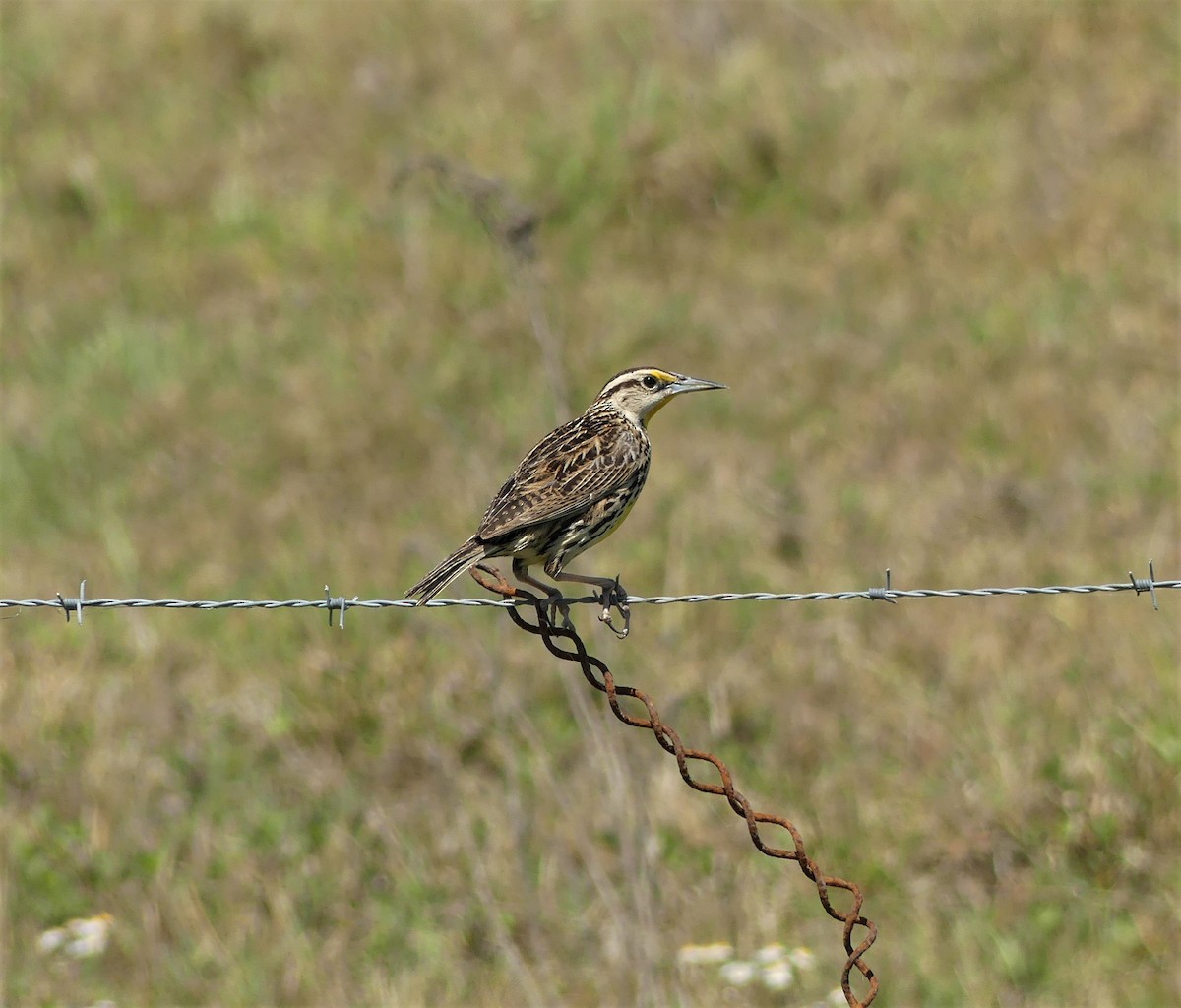 Eastern Meadowlark (Eastern) - ML218823071