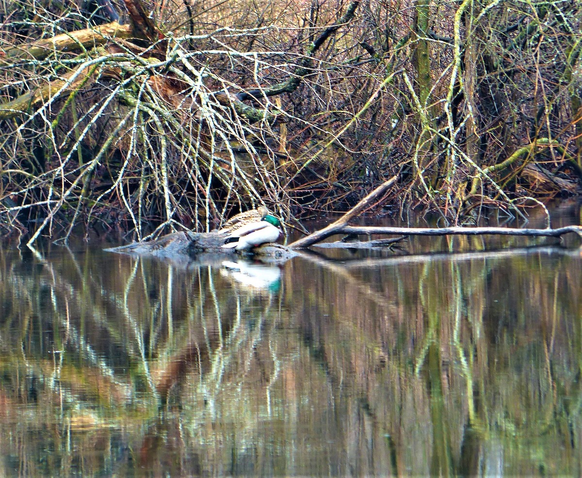 Canard colvert - ML218823101