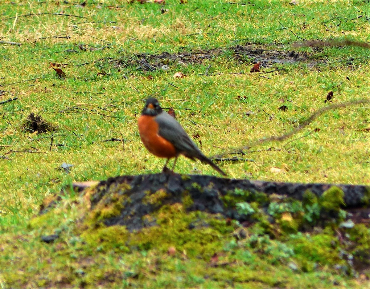 American Robin - Joan Campbell