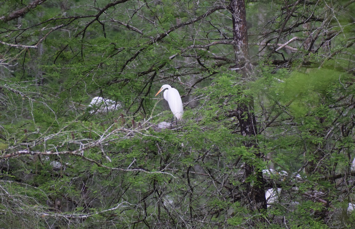 Great Egret - Grace O'Brien