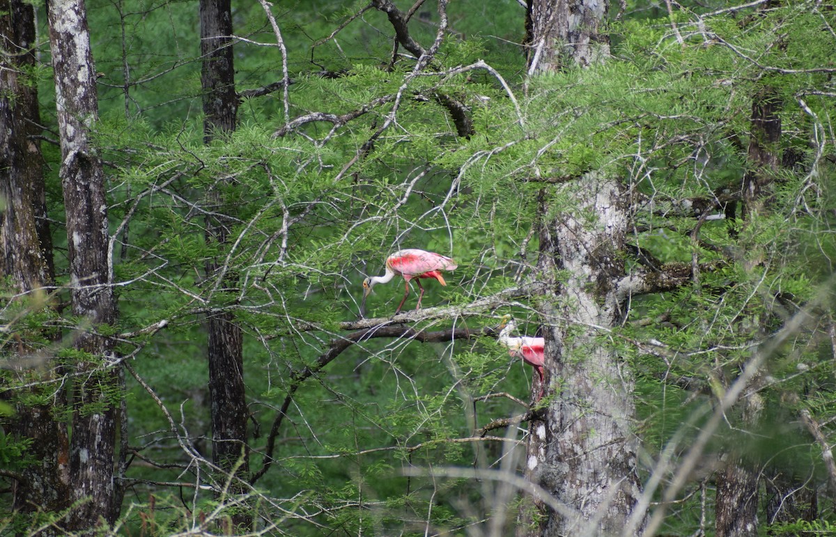 Roseate Spoonbill - ML218824541