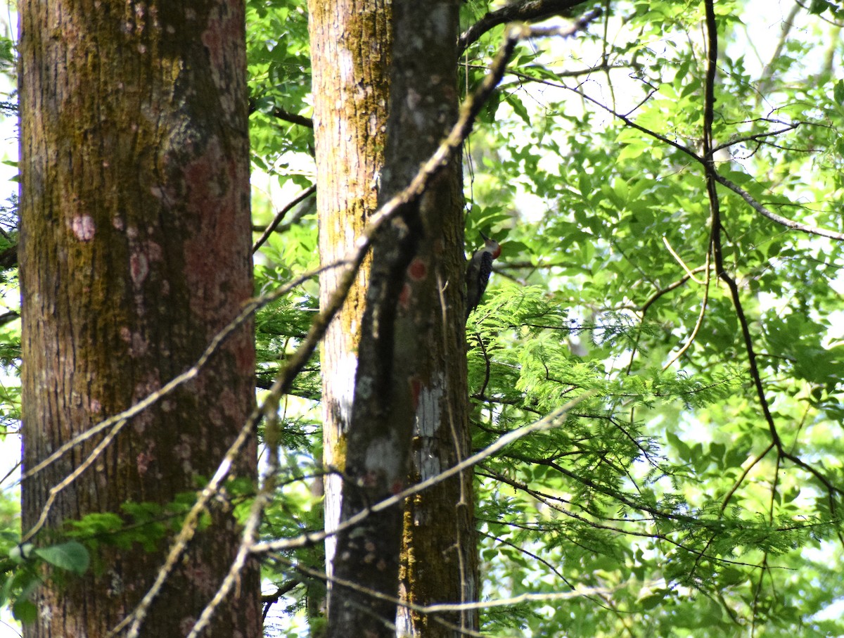 Red-bellied Woodpecker - ML218824931