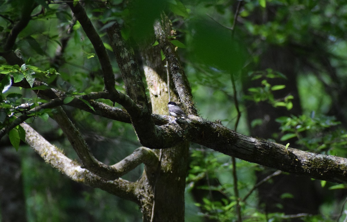 Carolina Chickadee - Grace O'Brien