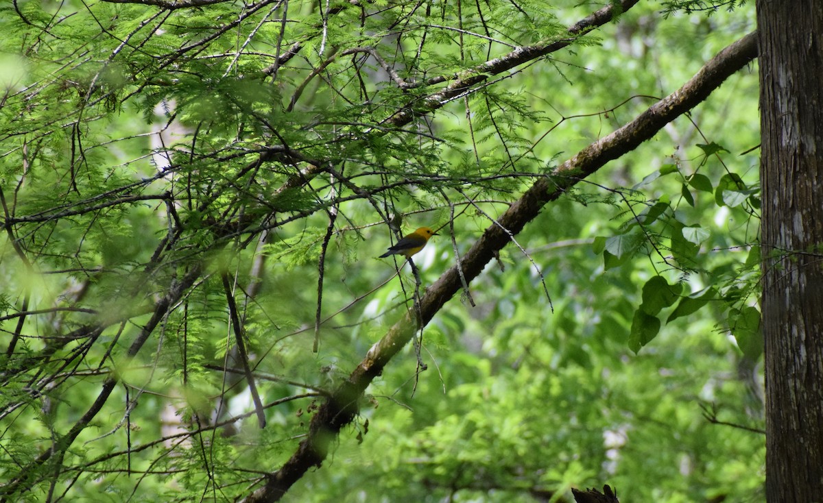 Prothonotary Warbler - Grace O'Brien