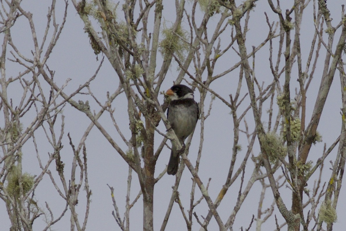 White-throated Seedeater - ML218827231