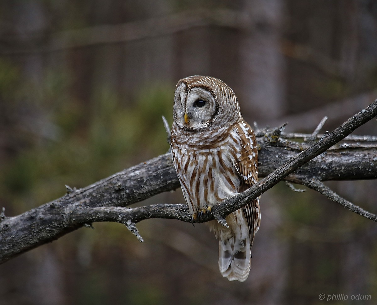 Barred Owl - ML21882741