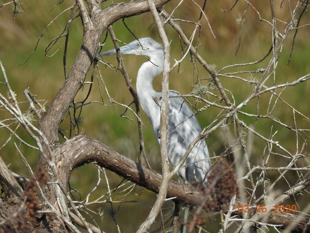 Little Blue Heron - ML218828321