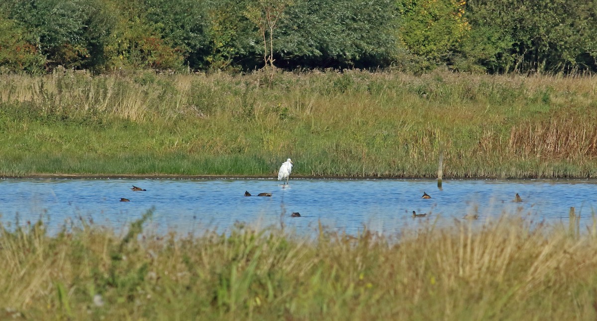 Great Egret - ML218828341