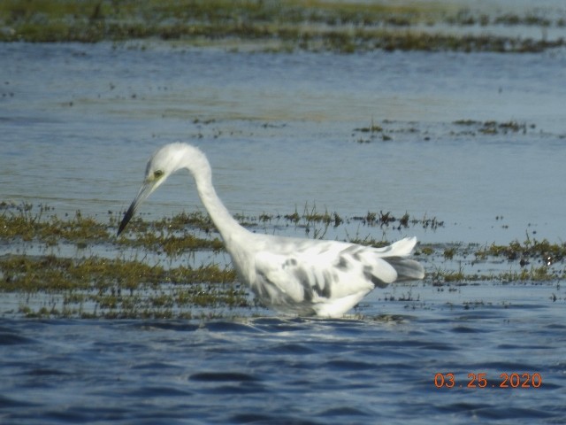 Garceta Azul - ML218828451