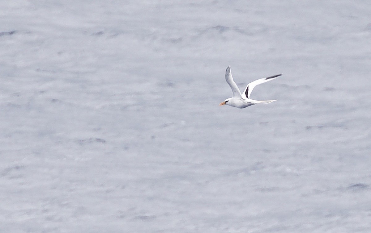 White-tailed Tropicbird - ML218830471