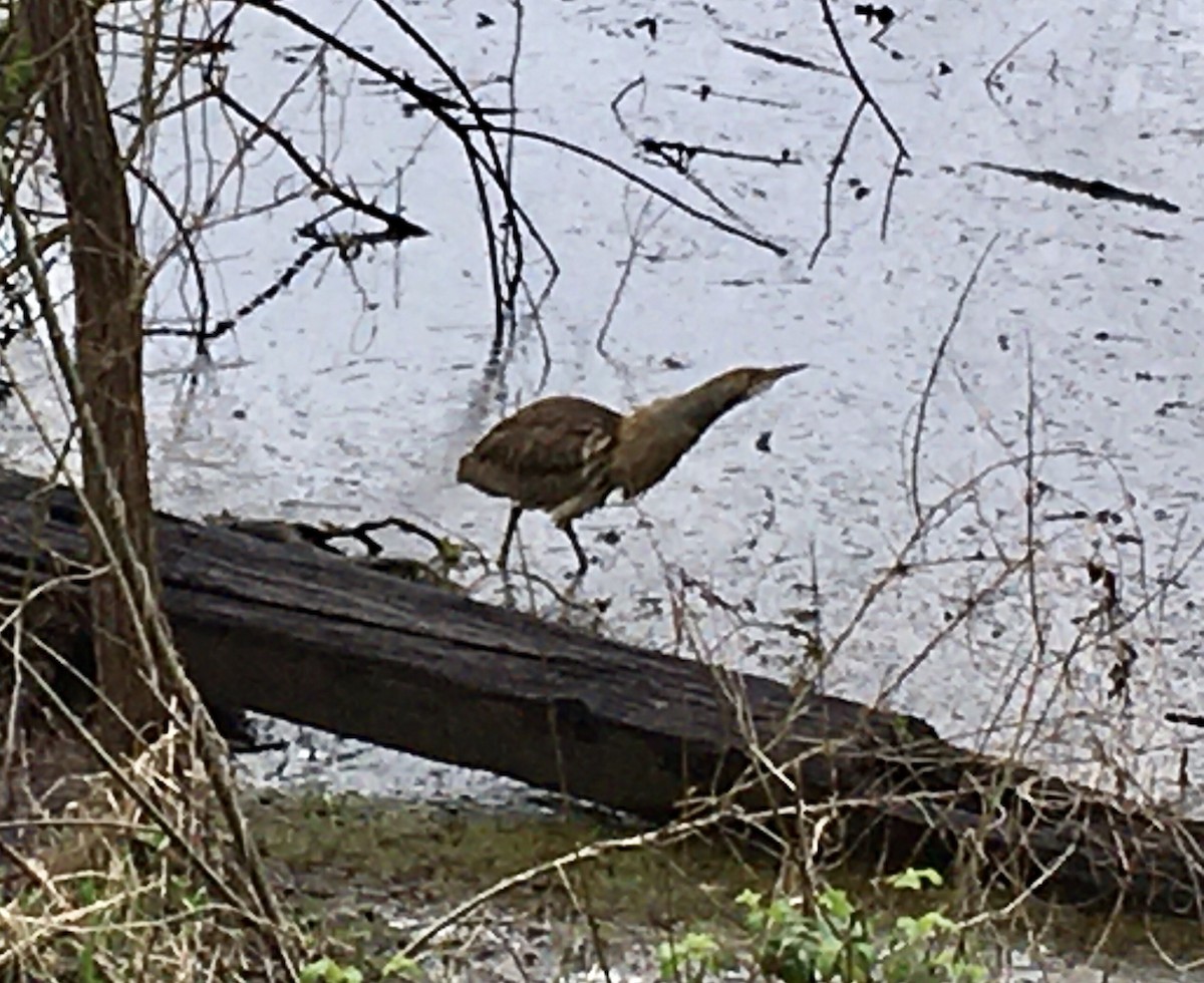 American Bittern - ML218831551