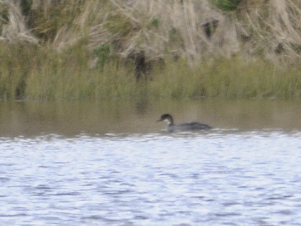 Smew - Jacob Briggs