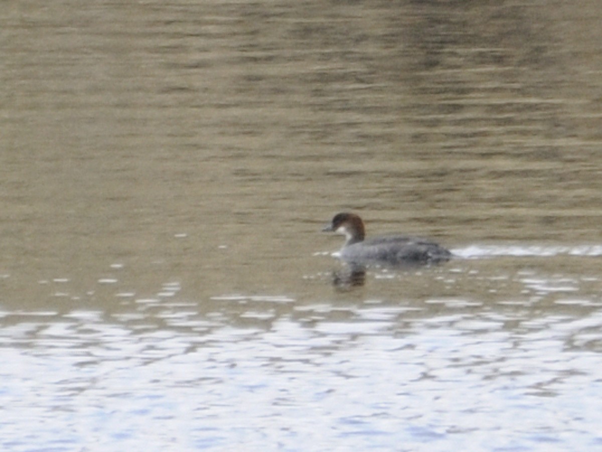 Smew - Jacob Briggs