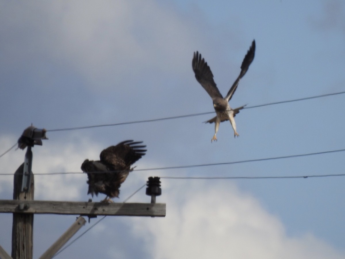 Swainson's Hawk - ML218832981