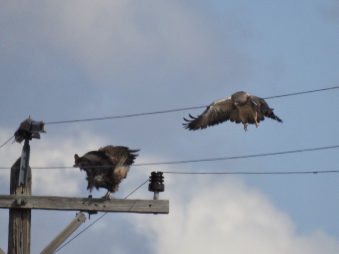 Swainson's Hawk - ML218832991